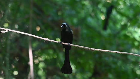 Capturado-Posado-En-La-Ramita-Mientras-Mira-A-Su-Alrededor-Mientras-Se-Ve-Otro-En-El-Fondo,-Treepie-De-Cola-De-Raqueta,-Crypsirina-Temia,-Tailandia