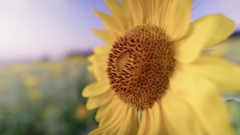 disfrutar de la impresionante belleza de los girasoles vibrantes al atardecer, un campo de tonos dorados con vistas a la playa de gimnyeong en la isla de jeju, corea