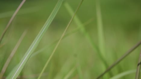 una hierba perenne originaria de asia tropical y subtropical y también introducida en varios países