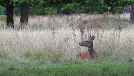 adorable red deer hind lying in tall grass is pestered by biting flies