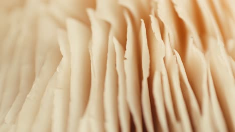 close-up of mushroom gills