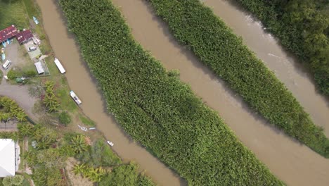 El-Río-Cotos-Marrón-Dividido-Por-Dos-Gruesas-Franjas-De-Cañas-En-La-Costa-Pacífica-Central-De-Costa-Rica