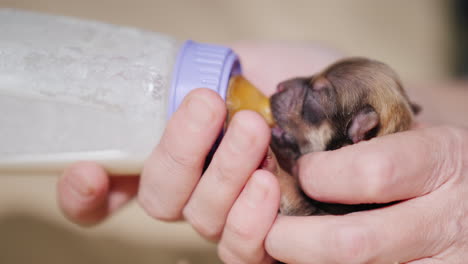 mujer alimenta leche a un cachorro recién nacido de la botella 05