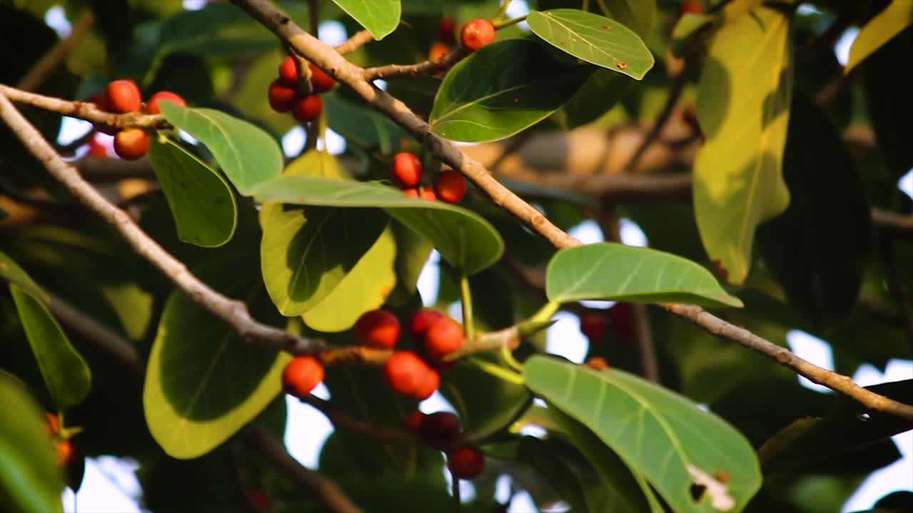 Golden sun rays through the red fruits, Red berries on tree branch with lush green leaves swaying in natural sunlight.