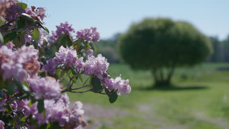 primer plano de un rododendro floreciente en el paisaje rural
