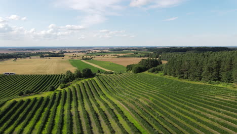 Plantaciones-De-Moras-Cerca-Del-Pueblo