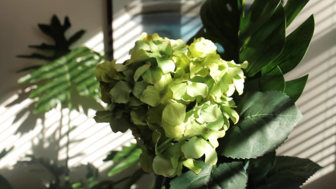 Close-up of green hydrangea with leaves