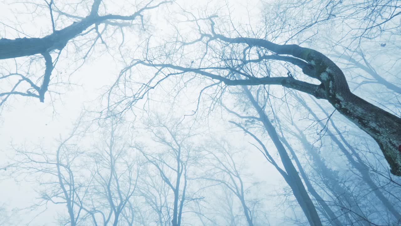 Dramatische POV-Aufnahme aus niedrigem Winkel, die durch einen Winterwald geht und auf hohe, schneebedeckte Bäume blickt. Atmosphärische Winterlandschaft mit Nebel und einem klaren, weißen Himmel