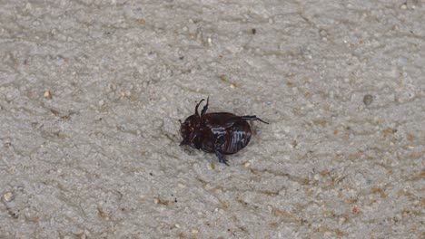 Ein-Brauner-Käfer,-Der-Auf-Dem-Rücken-Auf-Dem-Bürgersteig-Liegt-Und-Versucht,-Sich-Umzudrehen
