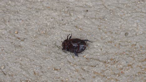 a brown bug lying on his back on the pavement, trying to turn around