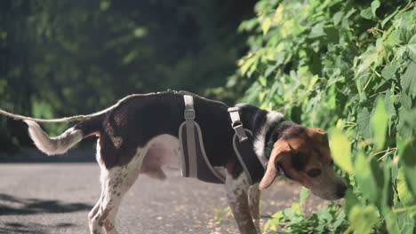 dog walking on forest trail sniffing green plants in the summer slowmo