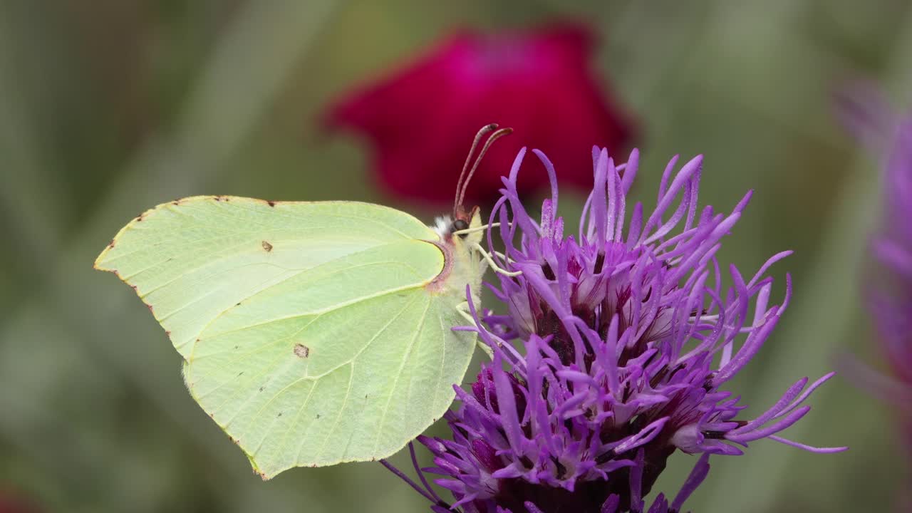 vista macro de la mariposa de limón alimentándose de una flor de cepillo de biberón meciéndose suavemente en el viento y volando con una rosa roja vibrante en follaje natural verde fuera de foco en el fondo