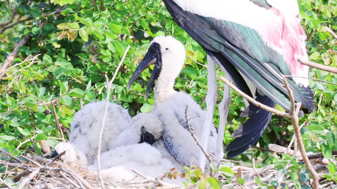 Adult painted stork feeds chicks in nest, bright daylight, lush green wetland background, static shot