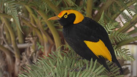 regent bowerbird donde se posan en un árbol en el retiro de la selva tropical de o'reilly - gold coast, qld - cerrar