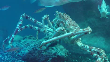 golden king crab aka brown king crab walking on the seabed with longspine snipefish in numazu, japan