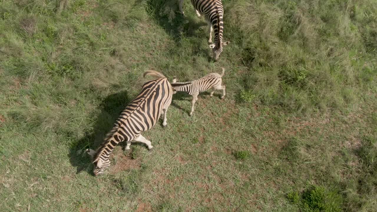 Zebra baby and Zebra parents close up drone aerial footage
