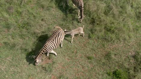 Zebra-baby-and-Zebra-parents-close-up-drone-aerial-footage