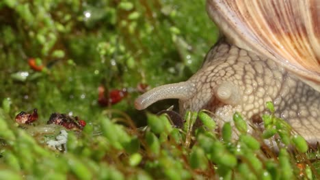 Helix-pomatia-also-Roman-snail,-Burgundy-snail