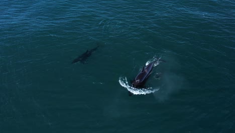 baby killer whale swimming along side its mother as the family pod travel south along the southern california coastline