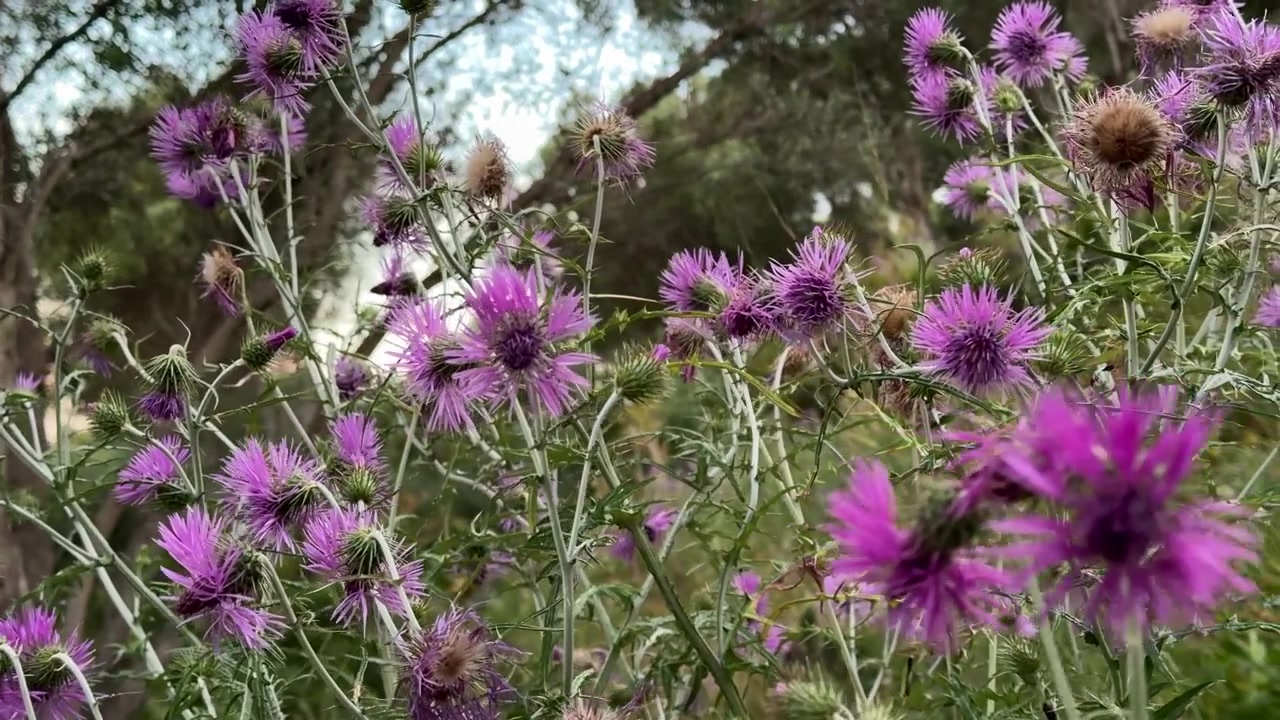 Bidikan Dekat Bunga Thistle Ungu Mekar di Padang Rumput Alami