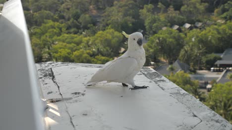 movimiento lento de pájaro cacao caminando a lo largo del borde del balcón hacia la cámara, mira hacia arriba y salta para volar lejos con el bosque verde y el fondo del bungalow del hotel