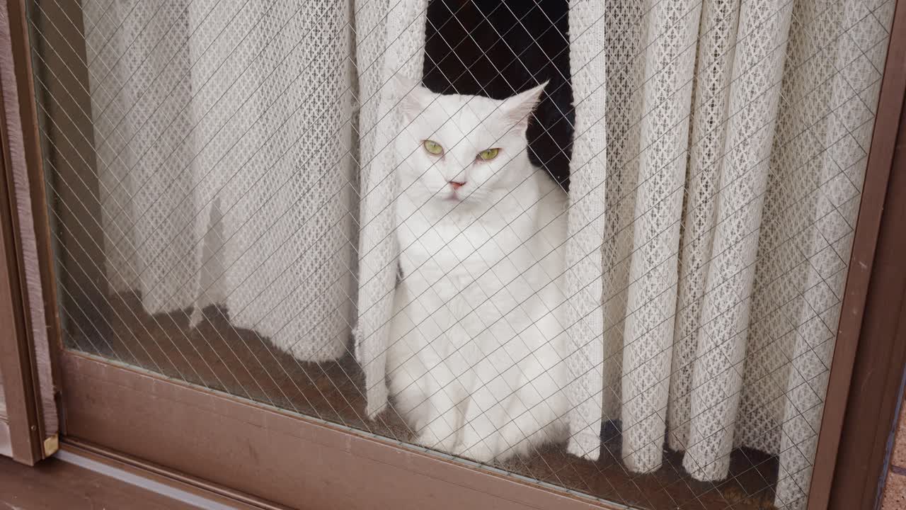 A peaceful shot of a white cat with yellow eyes sitting behind a glass window with a curtain
