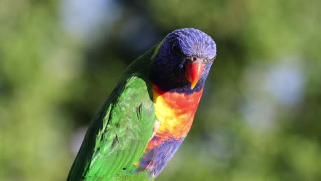 a vibrant parrot in various poses