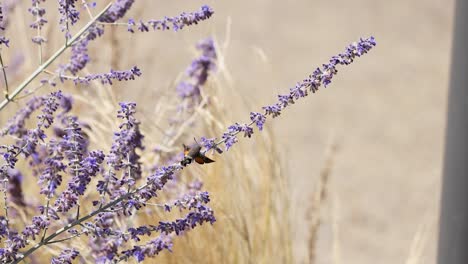 hummingbird moth feeding on lavender in france