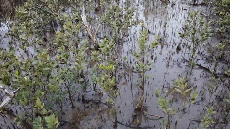 drone-tilting-up-from-closeup-to-whole-view-of-the-wetland