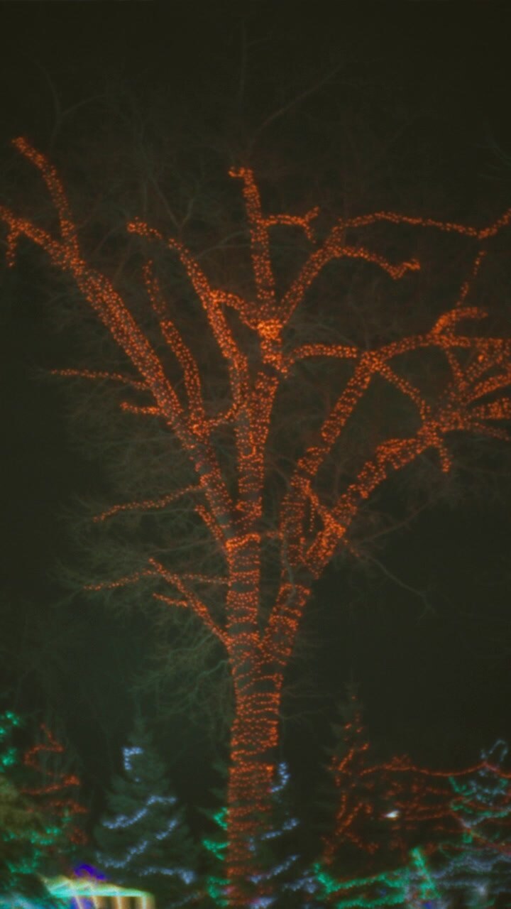 Tree Wrapped in Glowing Orange Christmas Lights at Night