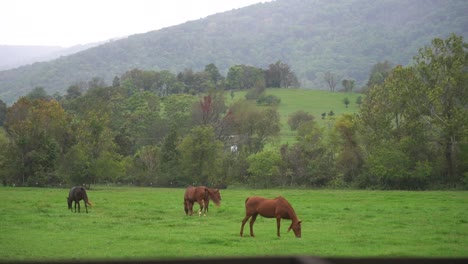 Caballos-Felices-Y-Pastando-En-La-Hierba-En-Un-Campo-Con-Montañas-Y-árboles-En-El-Fondo