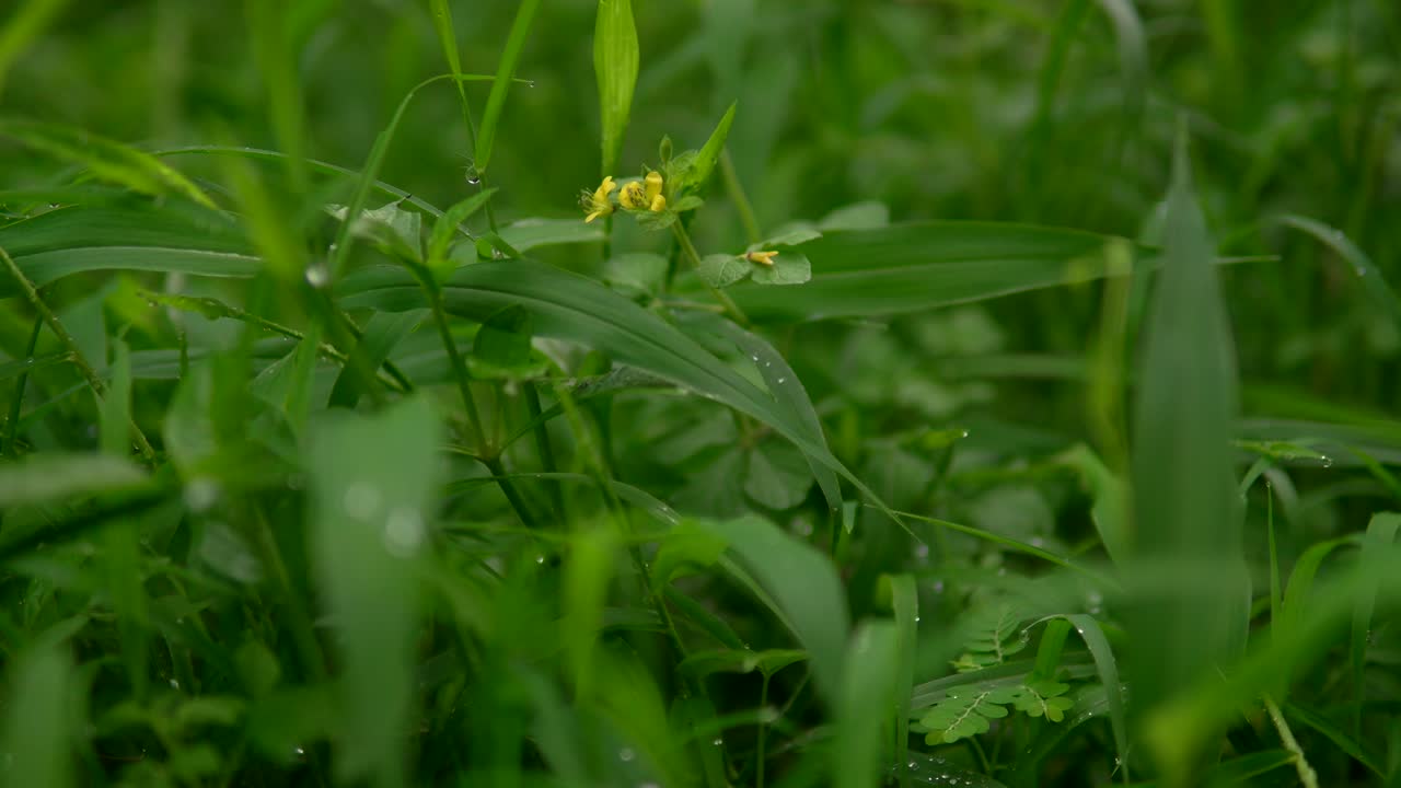hierba cubierta de rocío con flores amarillas en un exuberante prado verde en un día lluvioso