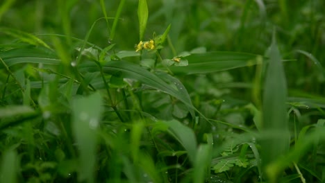 Taubedecktes-Gras-Mit-Gelben-Blüten-Auf-Einer-üppigen-Grünen-Wiese-An-Einem-Regnerischen-Tag