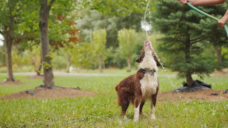 Lustiger-Hund,-Der-Mit-Einem-Gartenschlauch-Spielt,-Der-Hoch-Springt-Und-Einen-Wasserstrahl-Greift