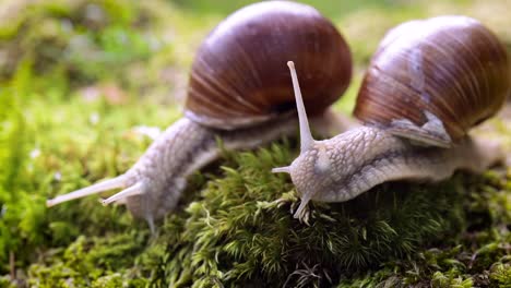 Helix-Pomatia-También-Caracol-Romano,-Caracol-De-Borgoña