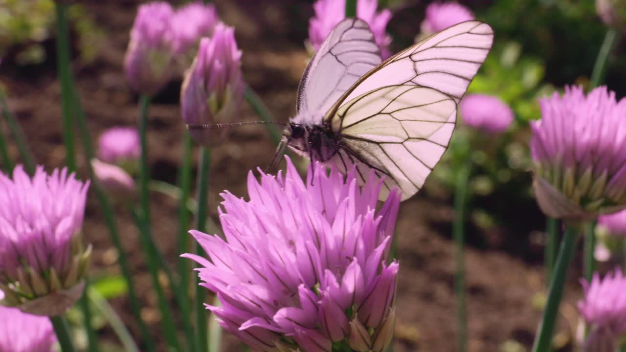Farfalla bianca su un fiore di erba cipollina rosa