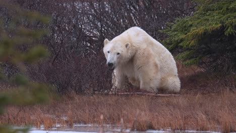 slow motion polar bear sitting and then laying down amongst the sub-arctic brush and trees of churchill, manitoba