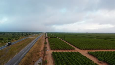 Straße-Neben-Einer-Bewölkten-Weinbergplantage