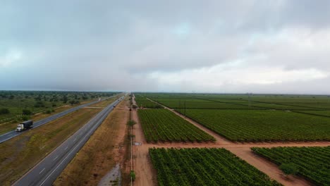 carretera junto a la plantación de viñedos nublados