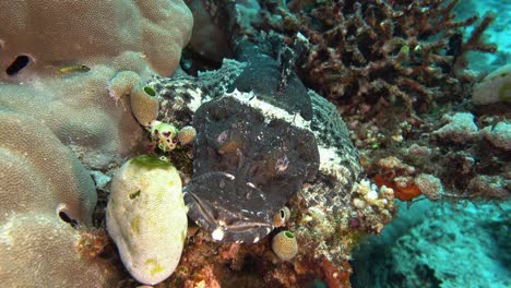 black crocodile fish resting on top of the reef