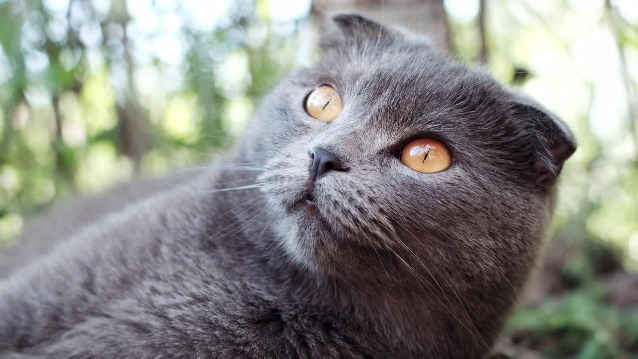 Close up of a grey Scottish Fold cat with orange eyes lying in the garden