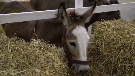 Caballo-Bebé-En-Una-Granja