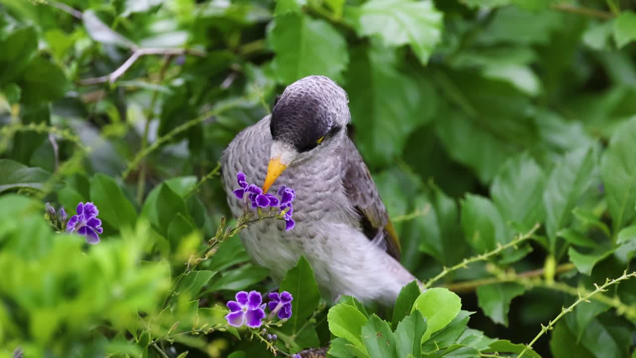 새는 꽃과 상호 작용하고, 아마도 꽃가루를 먹습니다.