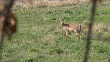 whitetail deer hears noise and runs away