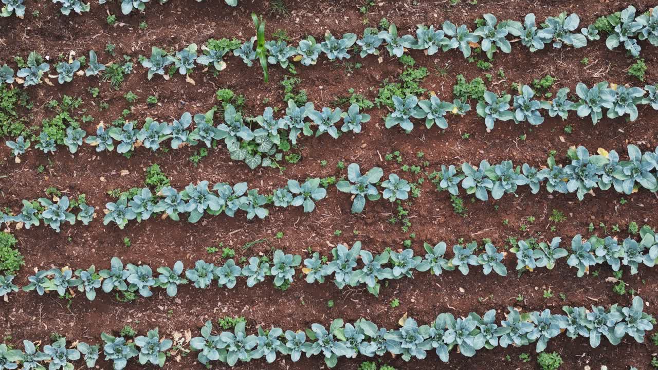 Drone footage showing organized farming in a village. Highlights agricultural patterns, crop cultivation, and rural land management from above