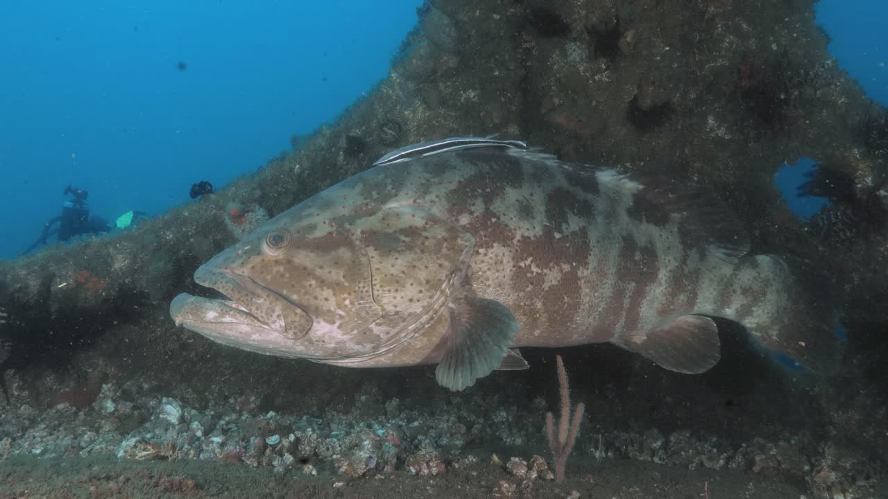 Large Grouper and Scuba Diver at an Underwater Wreck
