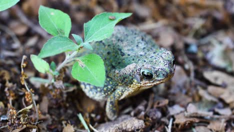 toma macro estática de una especie de sapo desconocido, posiblemente un sapo de manchas rojas