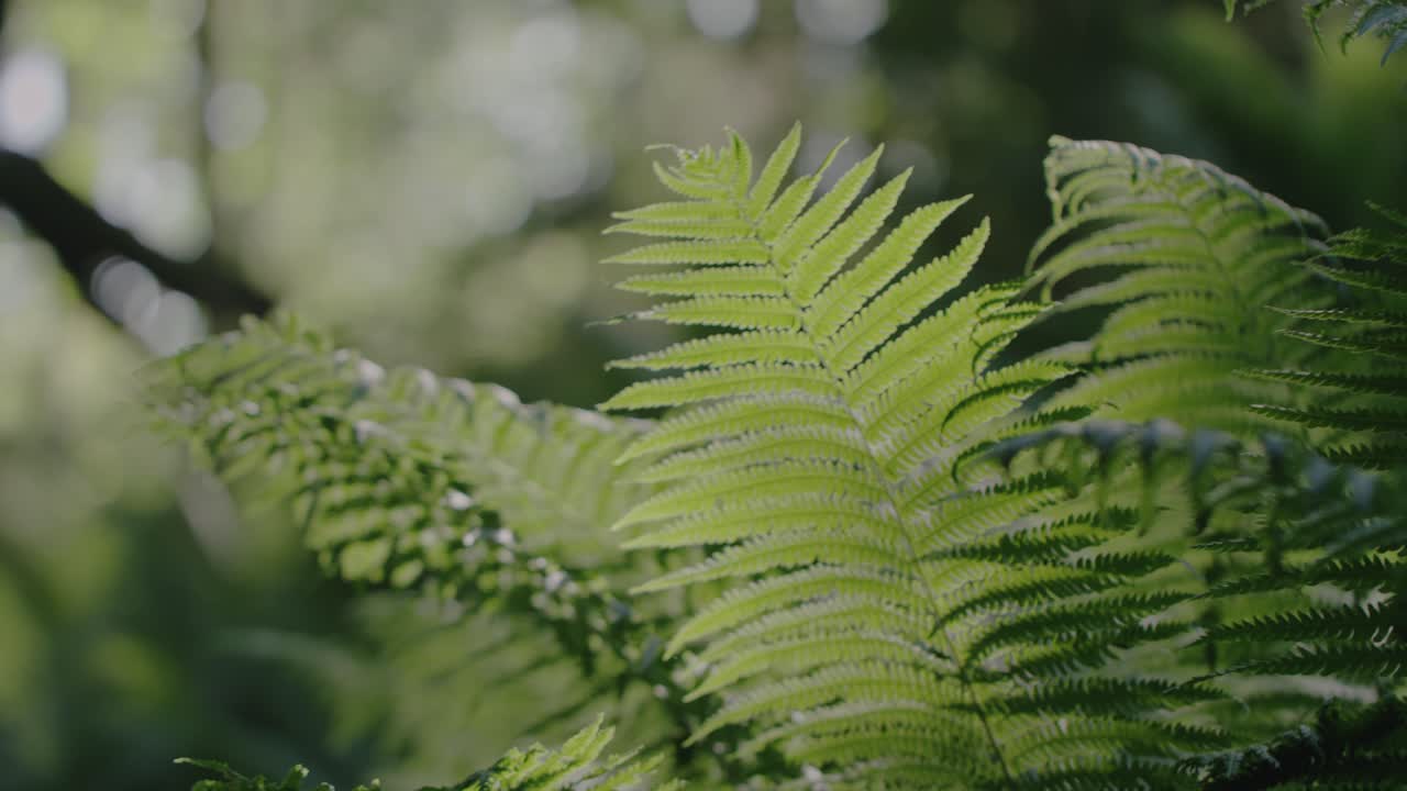 bosque verde mágico: ramas de helecho verdes vibrantes balanceándose en una suave ráfaga de viento con mosquitos volando alrededor