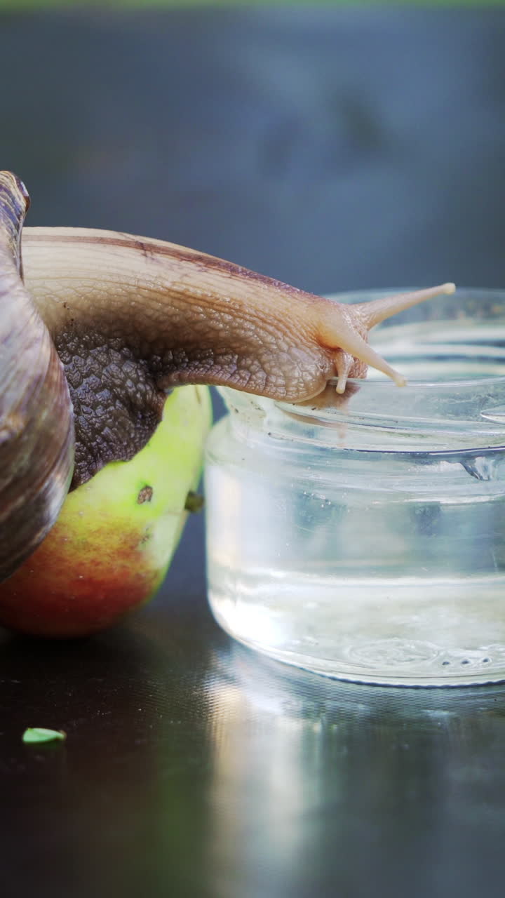 Snail sitting on a glass and drinking the water. Giant African land snail (Achatina fulica). Vertical video