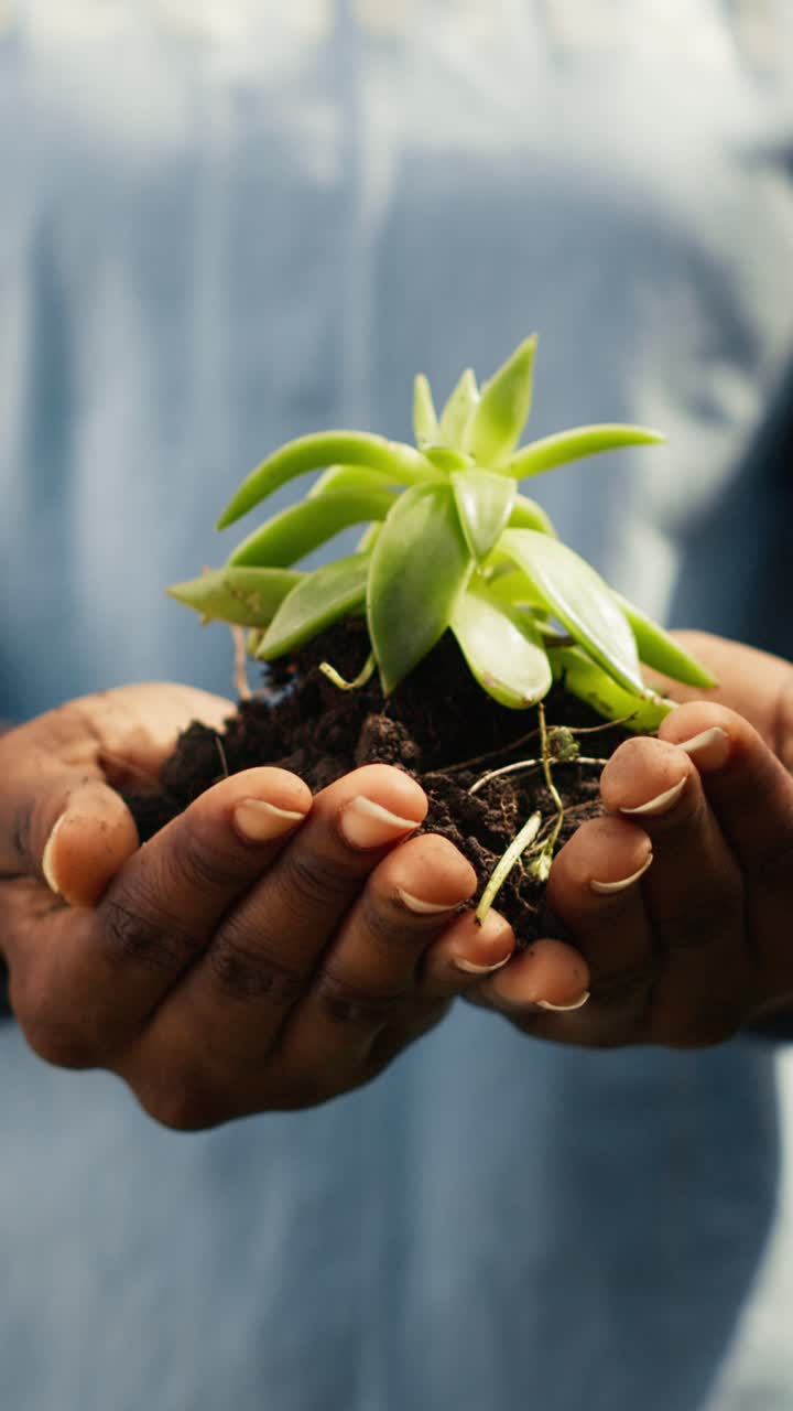 Hands Holding a Small Green Plant with Soil
